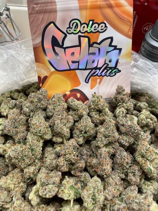 DOLCE GELATO PLUS