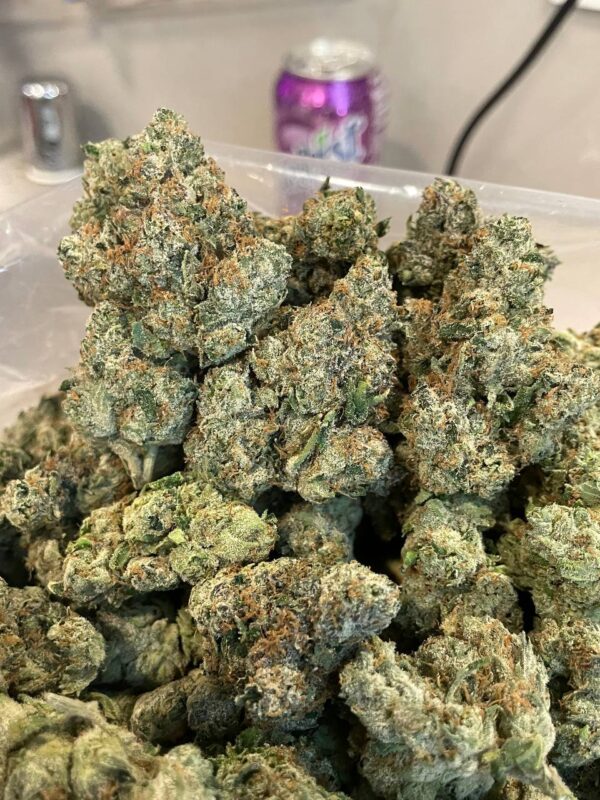 BACKPACKBOYZ (Gassy Taffy)